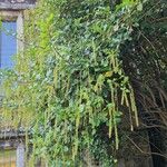 Itea ilicifolia Агульны выгляд