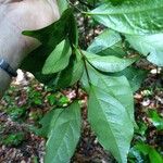 Licaria vernicosa Leaf