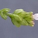 Valerianella dentata Fleur