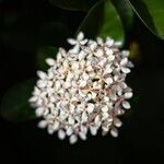 Ixora finlaysoniana Flower