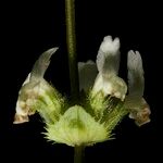 Sideritis arborescens Otro