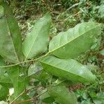 Craibia lujae Other