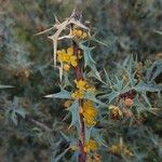 Berberis trifoliolata Flor