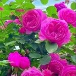 Rosa × damascena Kvet