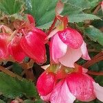 Begonia obliqua Flor