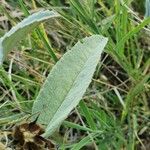 Melhania velutina Leaf