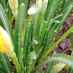 Sternbergia lutea Leaf