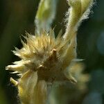 Filago arvensis Blüte