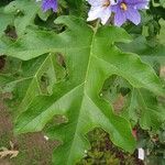 Solanum wrightii Liść