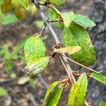 Shepherdia canadensis Лист