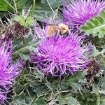 Cirsium acauleKukka