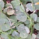 Trifolium occidentale ഇല