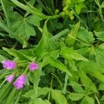 Epilobium alpestre Deilen