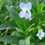 Viola elatior Leaf