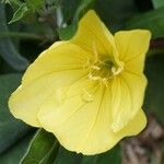 Oenothera macrocarpa Цветок