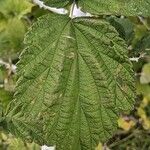 Rubus biflorusFuelha