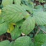 Rubus koehleri 葉