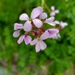 Erucaria hispanica Flor