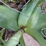 Ophrys × arachnitiformis Blatt