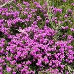 Erica cinerea Staniste