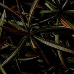Foetidia mauritiana Leht