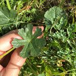 Sidalcea malviflora Levél