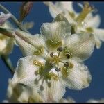 Anticlea elegans Blüte