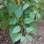 Boehmeria sieboldiana Характер