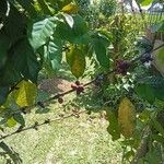 Coffea arabica Fruit