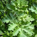 Heracleum sosnowskyi List