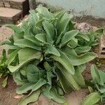 Kalanchoe ceratophylla Blatt