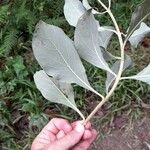 Cornutia pyramidata Hoja