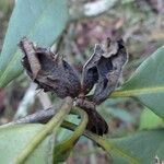 Pittosporum aliferum Vrucht