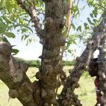 Zanthoxylum chalybeum Bark