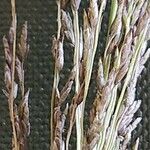 Eragrostis racemosa Owoc