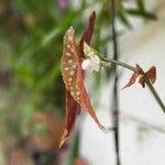 Begonia maculataКвітка