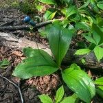 Clintonia borealis Pokrój