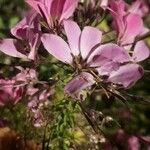 Cleome houtteana Flower