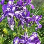 Iris latifolia Flower