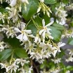 Trachelospermum jasminoidesList