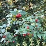 Cotoneaster bullatus 果實