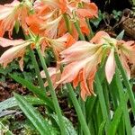 Hippeastrum puniceum Floare
