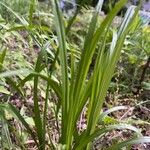 Carex scabrata Hoja