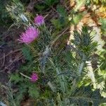 Carduus pycnocephalus Flower