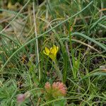 Gagea bohemica Fula