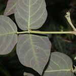 Desmodium intortum Blatt
