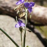 Tradescantia occidentalis Hábito