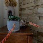 Gasteria glomerata Flor