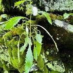 Campanula wanneri Blad