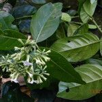 Tournefortia bicolor Flower